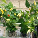 Chilli_Menorca