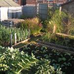 onions, asparagus, shallots, swede, broadbeans