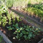 perpetual spinach, bright lights chard, SB celery, beetroot