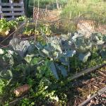 cabbage patch