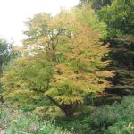 Cercidiphyllum japonicum