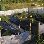 courgette, marrows & celeriac