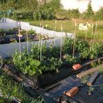 rogue squash in early peas bed
