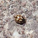 10 spot ladybird
