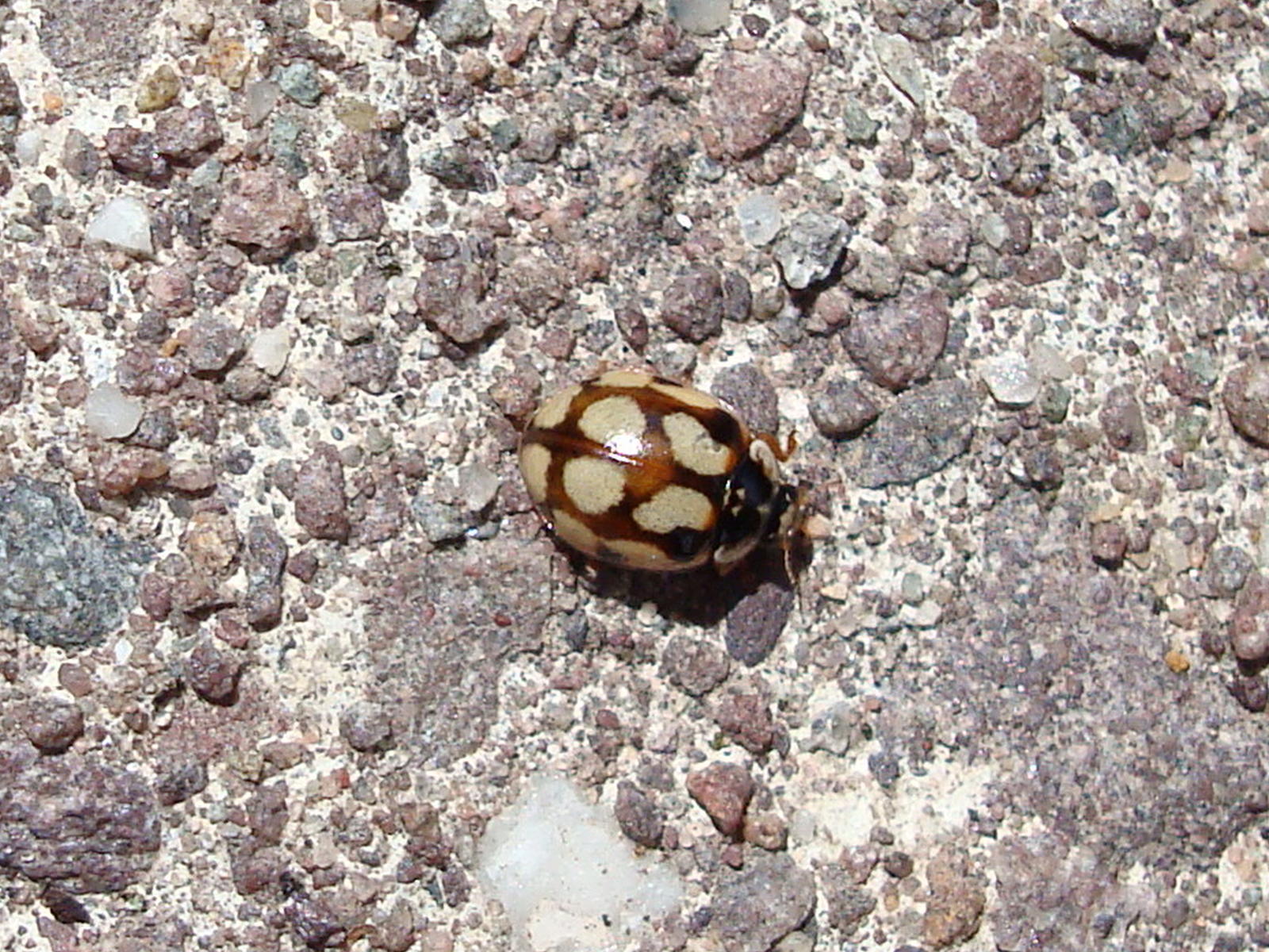 10 spot ladybird