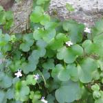 Ivy-Leaved Toadflax Cymbalaria muralis 
