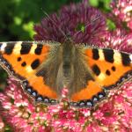 Small Tortoiseshell