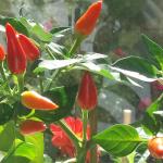Chilli_Pequin