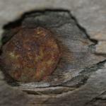 Rusty nail