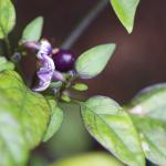Pretty in Purple