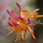DSC01655a