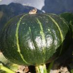 Did I sow this?