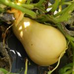 Butternut