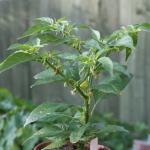 Peach Habanero