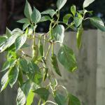Cayenne