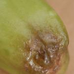 DSC01911a