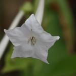Nicotiana