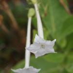 Nicotiana