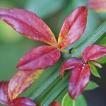 DSC01977a