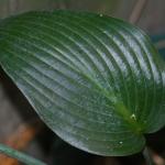Hosta