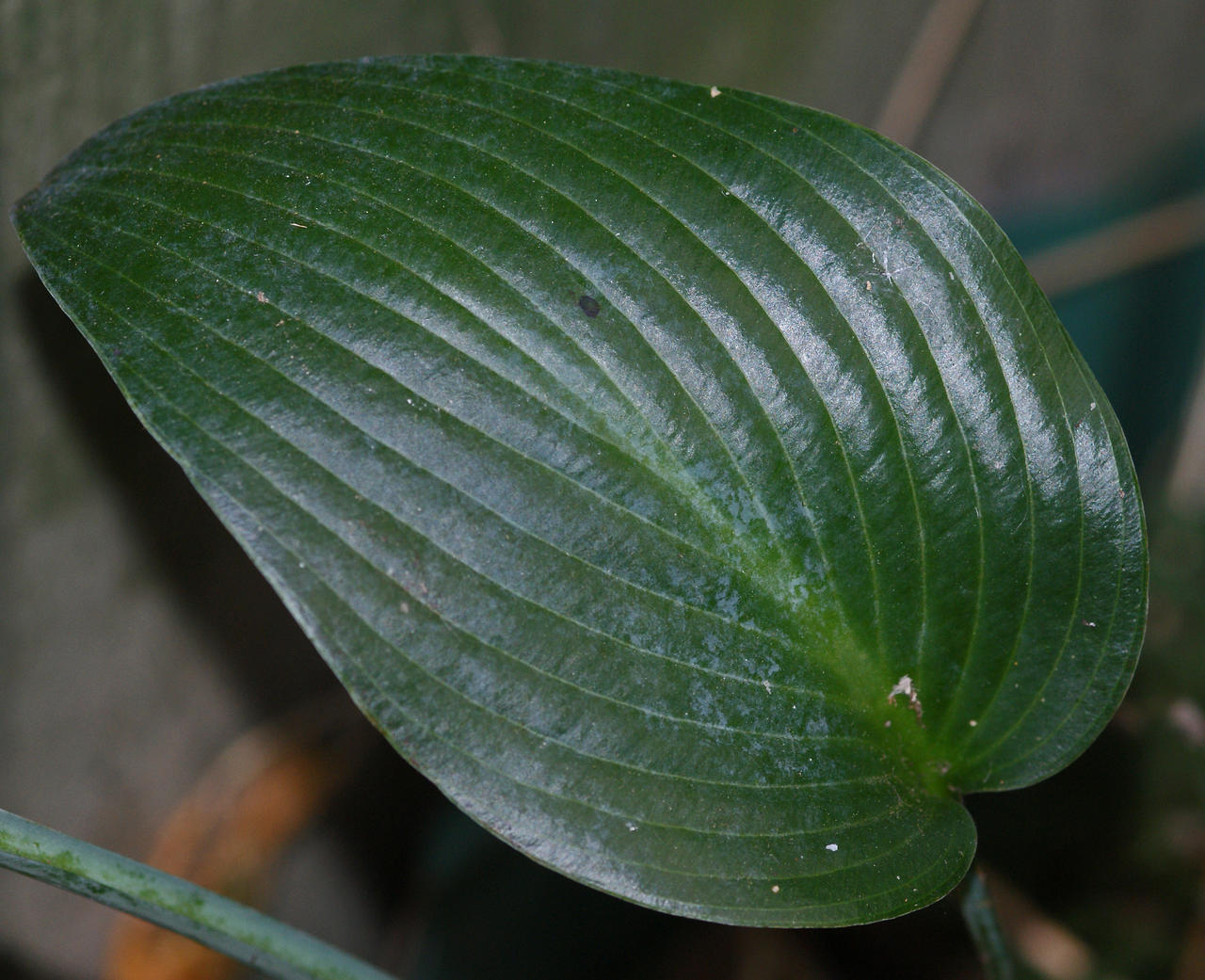 Hosta