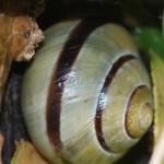 Banded snail