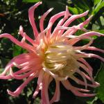Pink Spider 2
