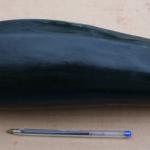 Black Beauty courgette/marrow