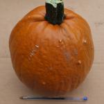 pumpkin?