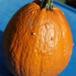 pumpkin?