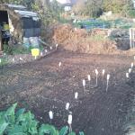 091027_OnionBed (4)