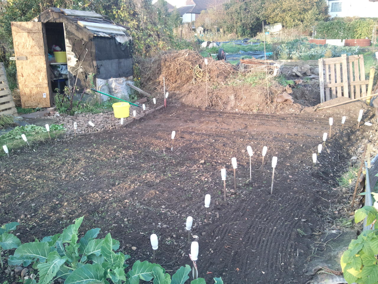 091027_OnionBed (4)