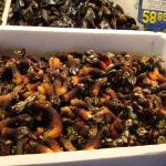goose barnacles