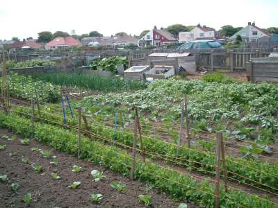 allotment1-400.jpg