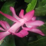 PB121639.JPG