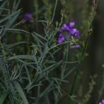 DSC02225