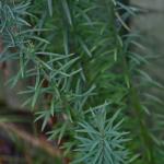 DSC02226a