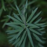 DSC02227a