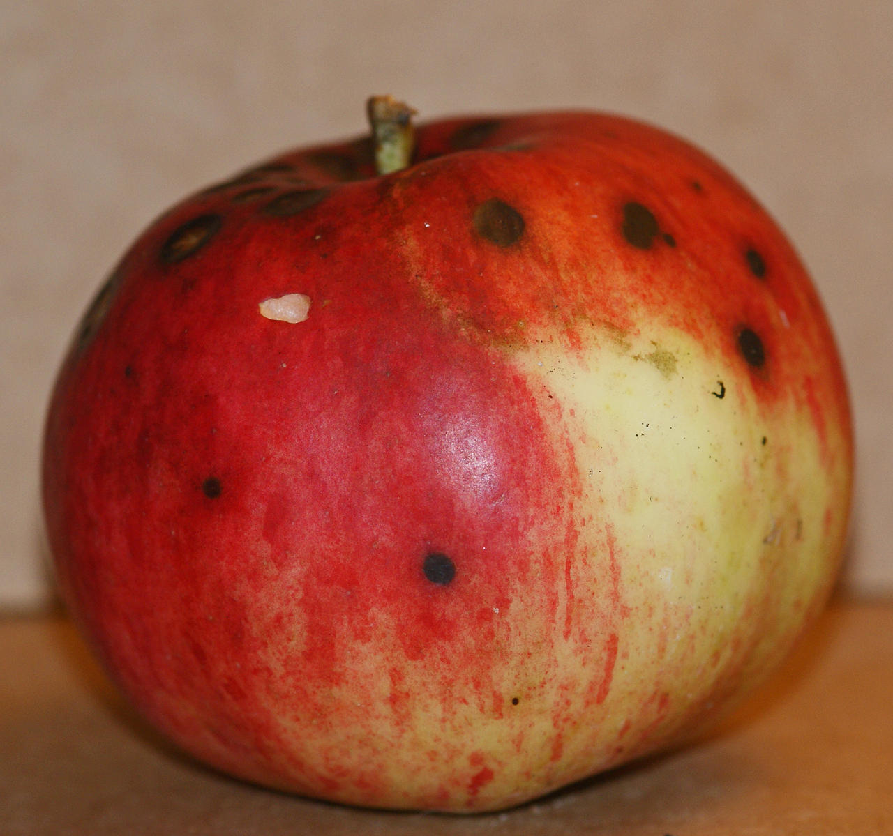 DSC02249a