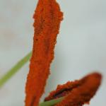 DSC02289a