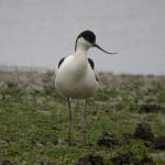 Avocet6