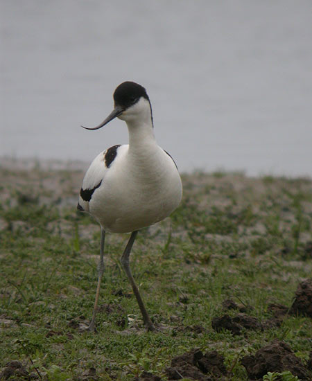 Avocet8