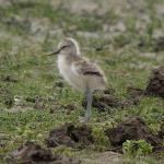 Avocet-young