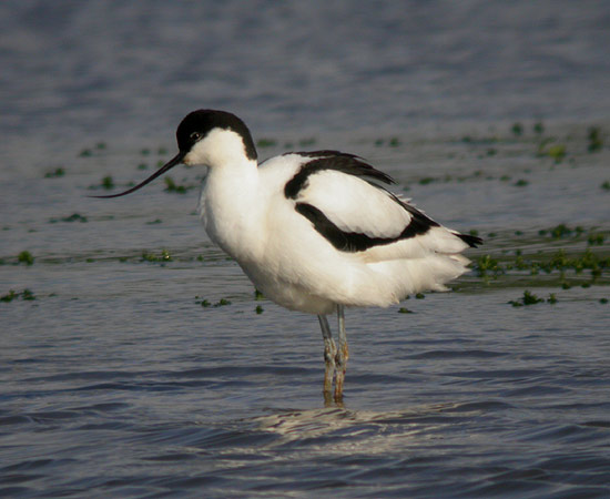 Avocet4
