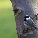 Coal Tit 1