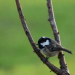 Coal Tit 2