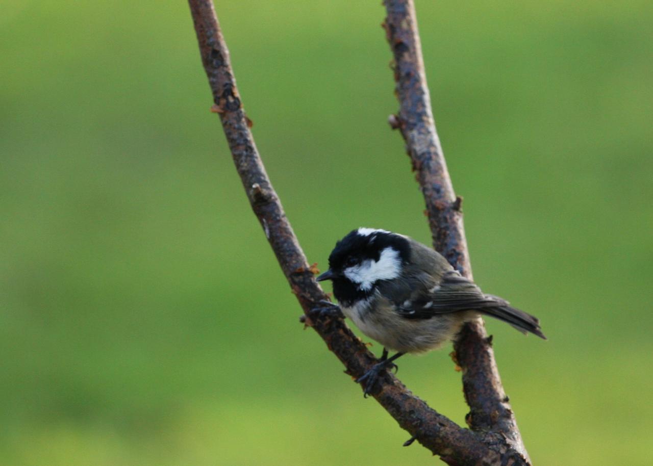 Coal Tit 2