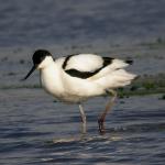 Avocet5