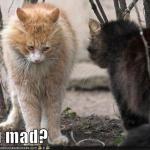 Tempers Fray
