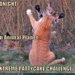 Pattycake